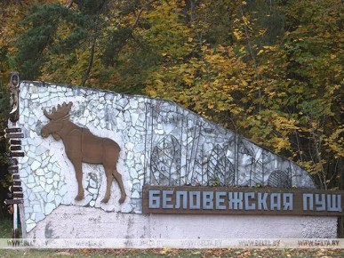 Квест, привал на Царской поляне и угощения: велосезон закроют в Беловежской пуще 22 октября