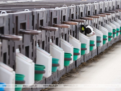 Крупный животноводческий комплекс открыли в Кобринском районе