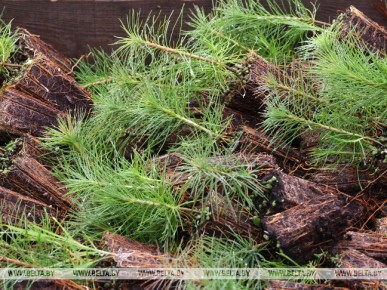 В Брестской области осенью лесами после бурелома засадят 40 га