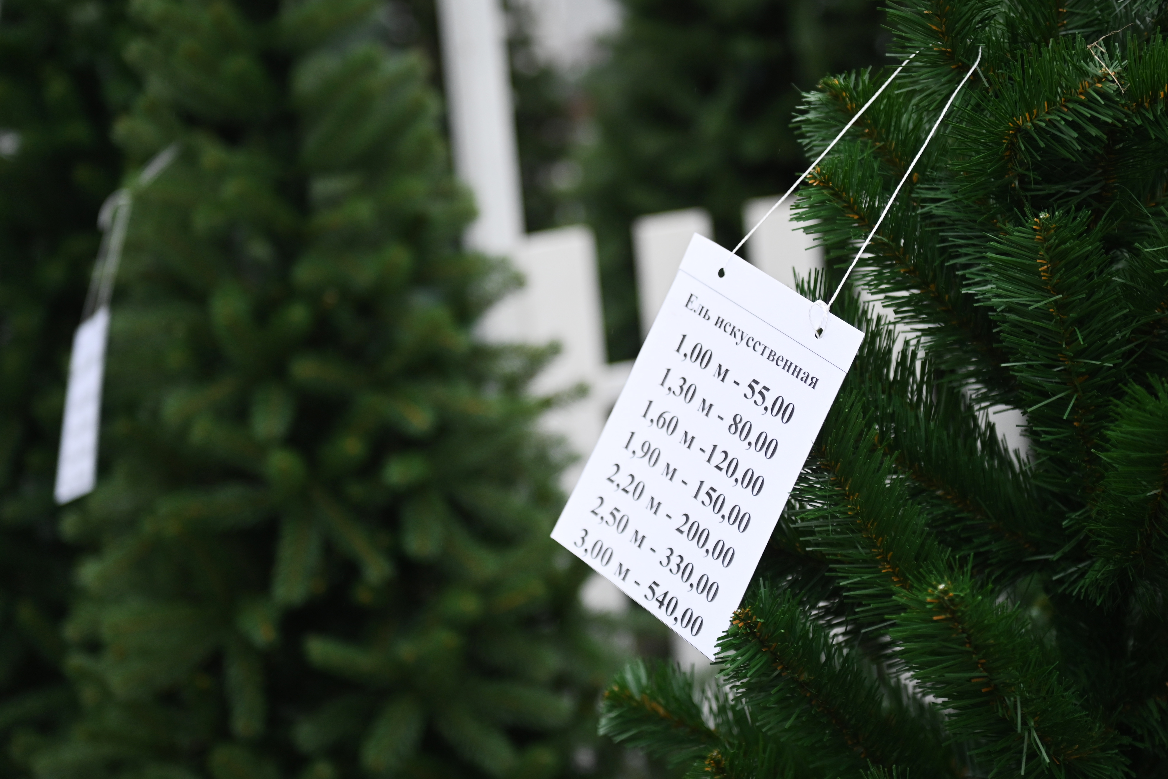 Лесхозы Брестской области планируют реализовать более 20 тысяч новогодних деревьев