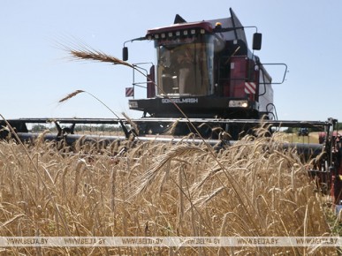 Каменецкий район первым в республике намолотил 100 тыс. тонн зерна