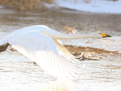 Первых перелетных птиц заметили в Беловежской пуще
