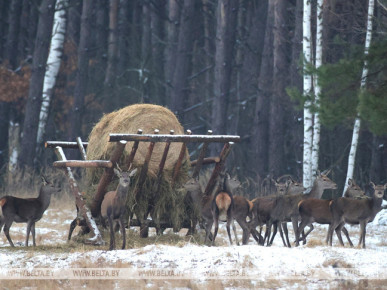 Зимнюю подкормку диких животных начали в Беловежской пуще