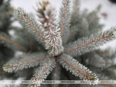 Сегодня в стране стартовала массовая торговля новогодними деревьями