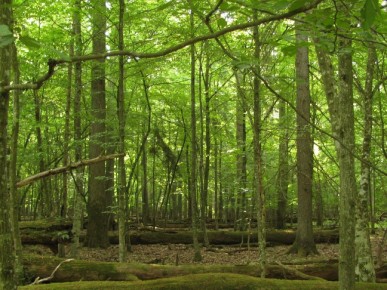 Экскурсии по заповедной дубраве организуют в Беловежской пуще к Международному дню лесов