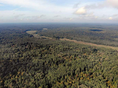 В Беловежскую пущу прибудет миссия международных научных экспертов