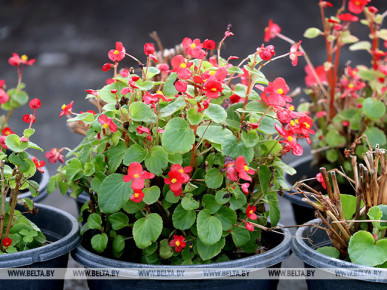 "Акцент на зеленые зоны и дворы". В Бресте начался месячник по благоустройству