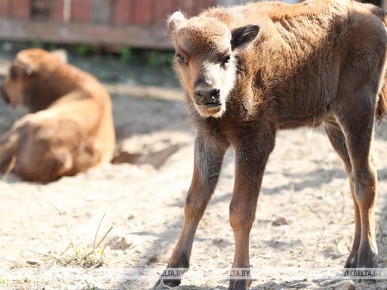 Двое зубрят родились в экскурсионных вольерах Беловежской пущи