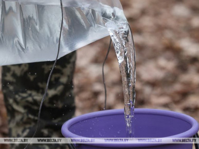 Лесхозы Брестской области планируют заготовить около 3,3 тыс. тонн березового сока