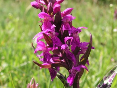 Новые места произрастания редкой орхидеи нашли в Беловежской пуще