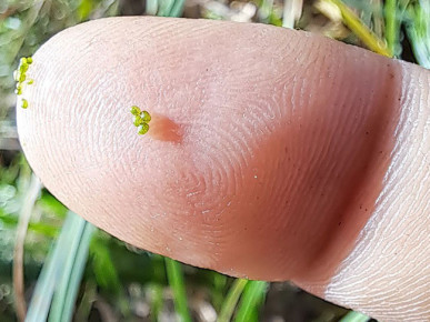 Самое маленькое цветковое растение нашли в Беловежской пуще