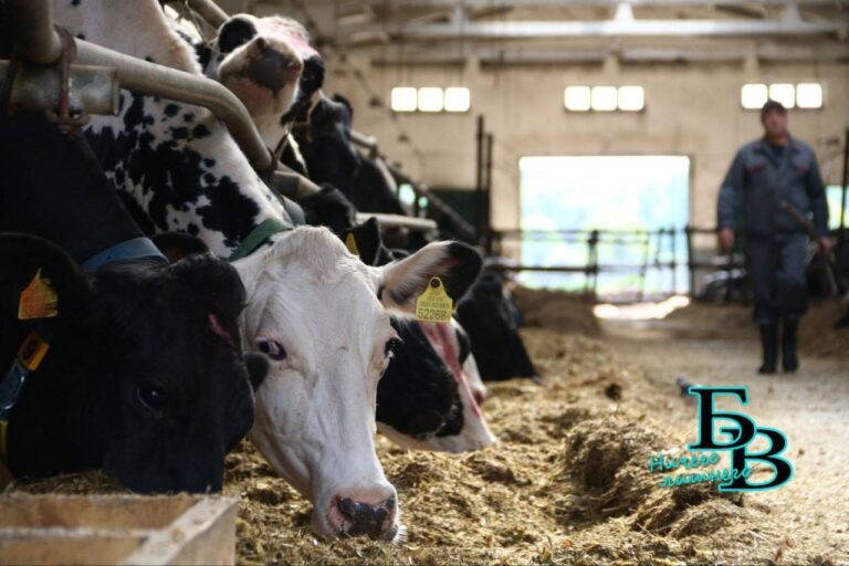 Исторический момент для АПК: В Брестской области суточный объем производства молока 7 тыс. тонн