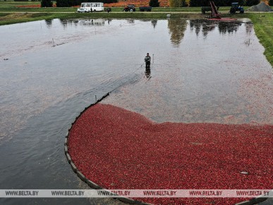 ОАО "Полесские журавины" прорабатывает возможности экспорта клюквы в Казахстан