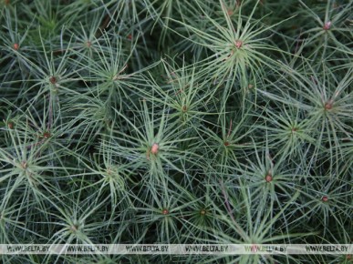 Сосновую аллею заложили на малой родине Петра Климука в честь 50-летия его первого полета в космос