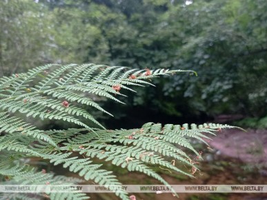Запреты на посещение лесов введены во всех областях Беларуси