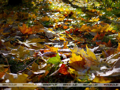 Пять человек потерялись за сутки в лесах Брестской области