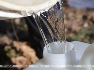 Лесхозы Брестской области начали продавать березовый сок