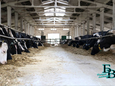 В БЕЛАРУСИ ПОВЫСЯТ ЗАРПЛАТЫ ВЕТЕРИНАРАМ